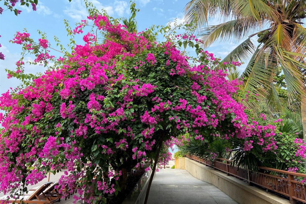 Blooming Season At Furama Resort And Furama Villas Danang